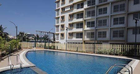 Purva Sunflower